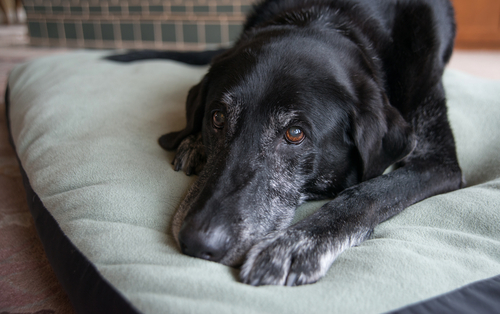 Onbevreesd onaangenaam Sportschool Artrose bij Hond | Symptomen & Pijnstillers | Petfooddiscount - Van Noord's  Dierenvoeders