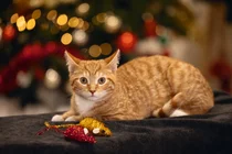 Beeztees kerstmuizen goud en rood kattenspeelgoed - afbeelding 3