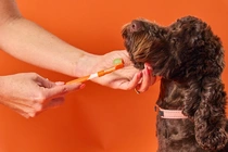 Dogslife Dental kit tandpasta