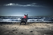 Orbiloc dog dual safety light red led - afbeelding 3