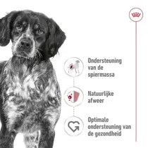 Royal Canin medium adult 15kg+3kg gratis bonusbag - afbeelding 4