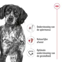 Royal Canin medium adult wet 10x140 gram Hondenvoer - afbeelding 2