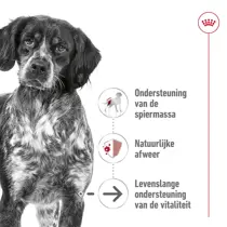 Royal Canin medium ageing 10+ 15kg Hondenvoer - afbeelding 2